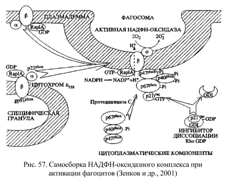 Самосборка НАДФН-оксидазного комплекса при активации фагоцитов