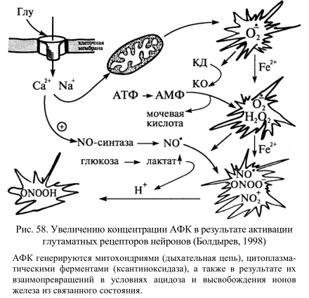 Увеличение концентрации активных форм кислорода в результате активации глутаматных рецепторов нейронов