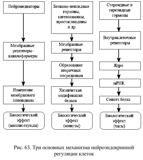 Три основных механизма нейроэндокринной регуляции клеток