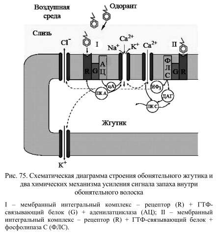 Схема строения обонятельного жгутика и волоска