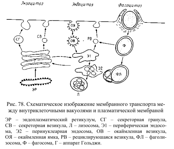 Схематическое изображение мембранного транспорта между внутриклеточными вакуолями и плазматической мембраной