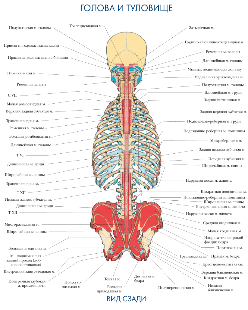 Места прикрепления мышц Голова и туловище вид сзади