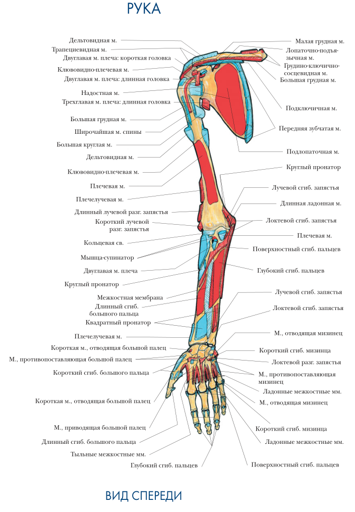 Места прикрепления мышц Рука вид спереди