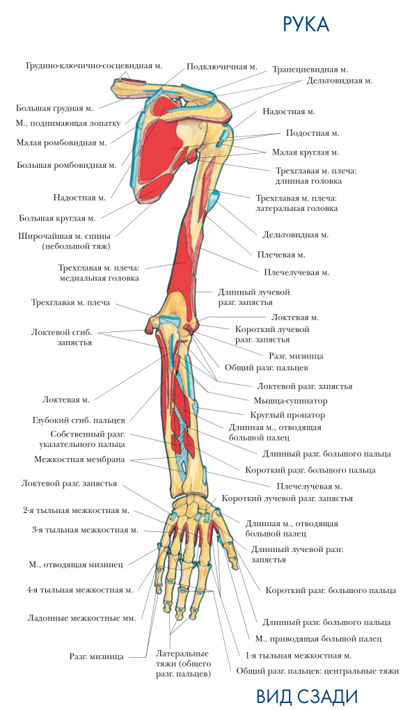 Места прикрепления мышц Рука вид сзади