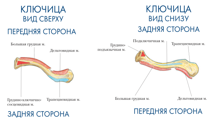 Места прикрепления мышц Ключица вид сверху и снизу