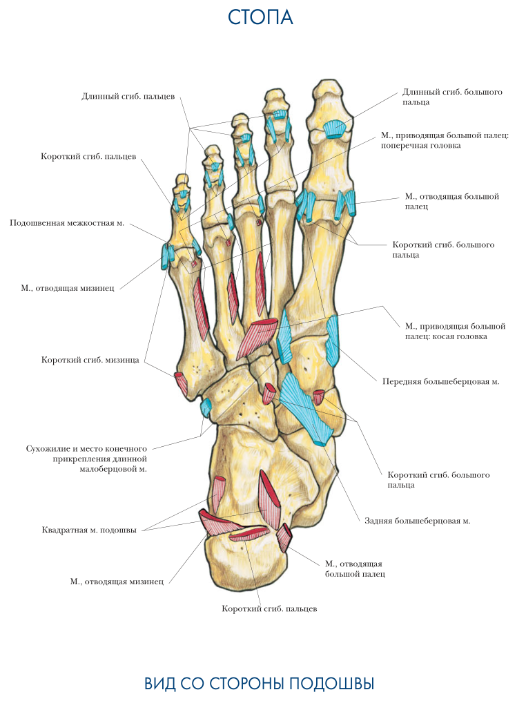 Места прикрепления мышц Стопа вид со стороны подошвы