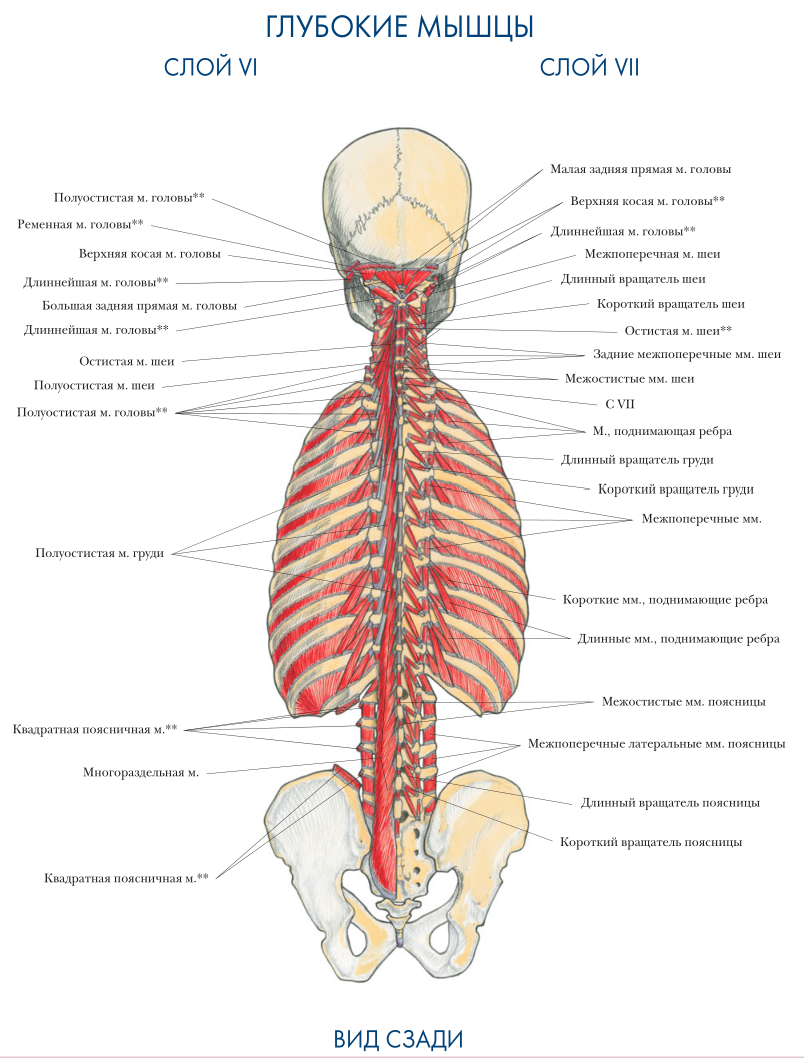глубокие мышцы 6 и 7 слой анатомия