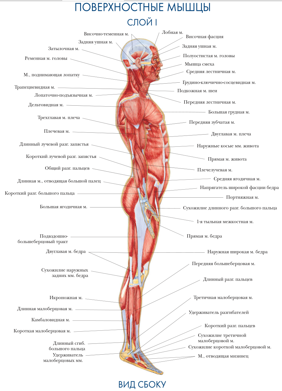 Атлас анатомия человека мышечная система