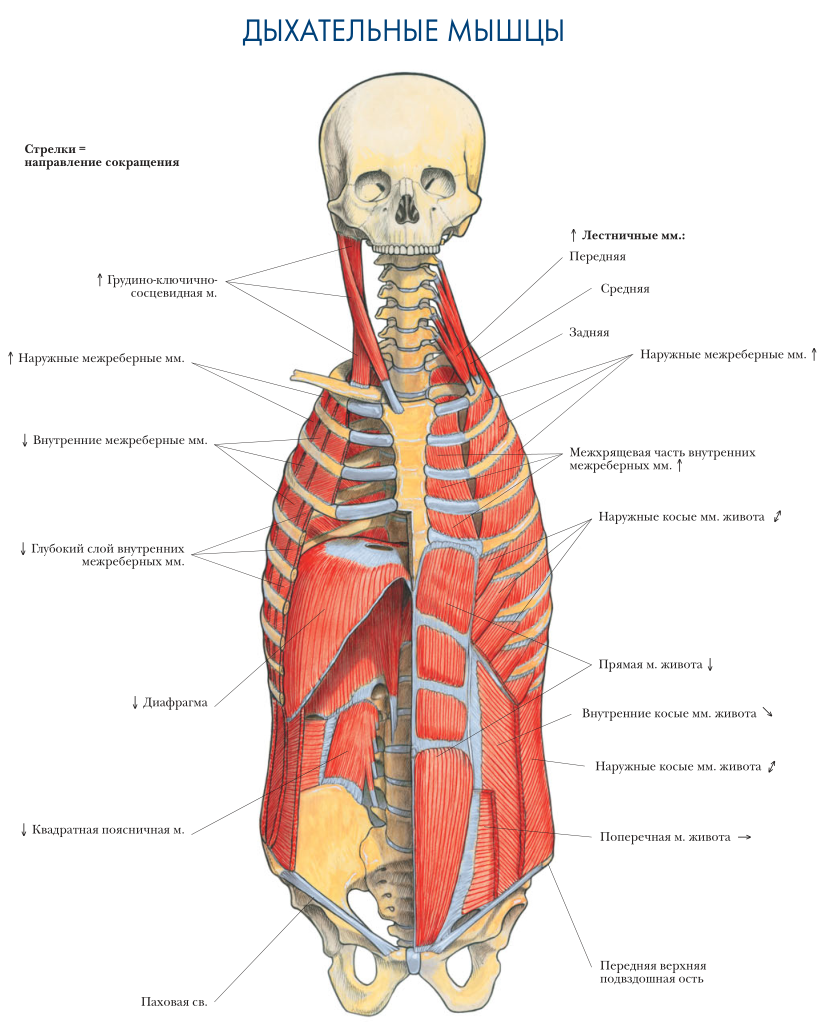 дыхательные мышцы анатомия