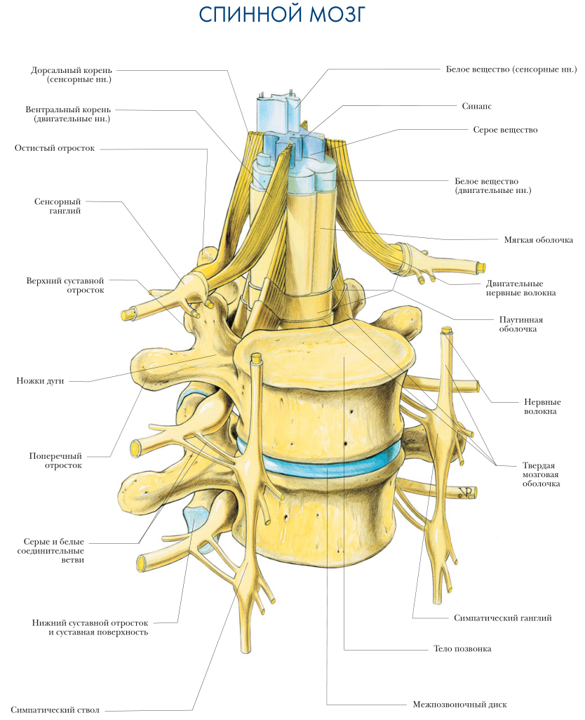 Спинной мозг анатомия спинномозговых нервов