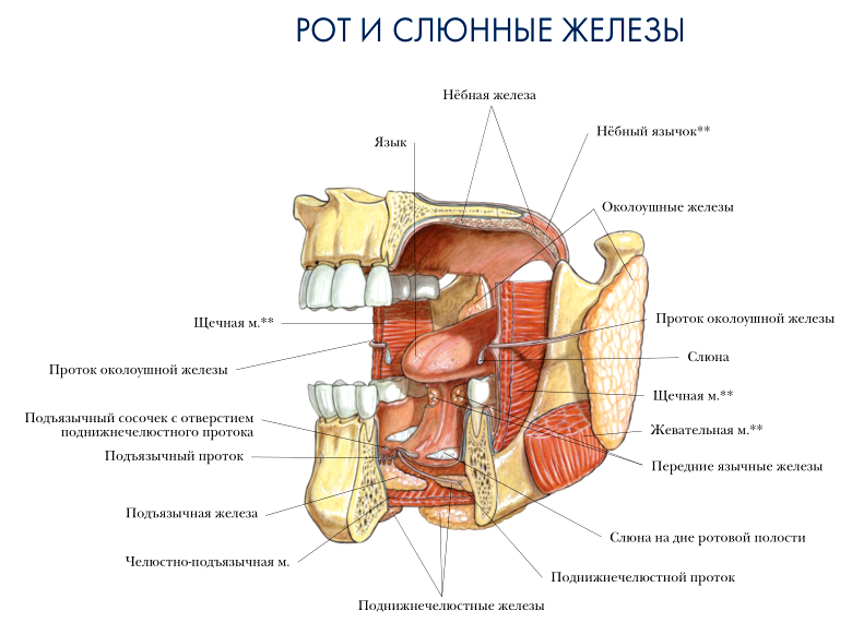 рот и слюнные железы анатомия