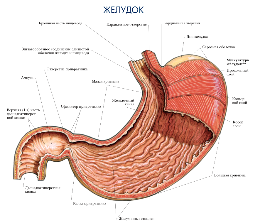 желудок анатомия 