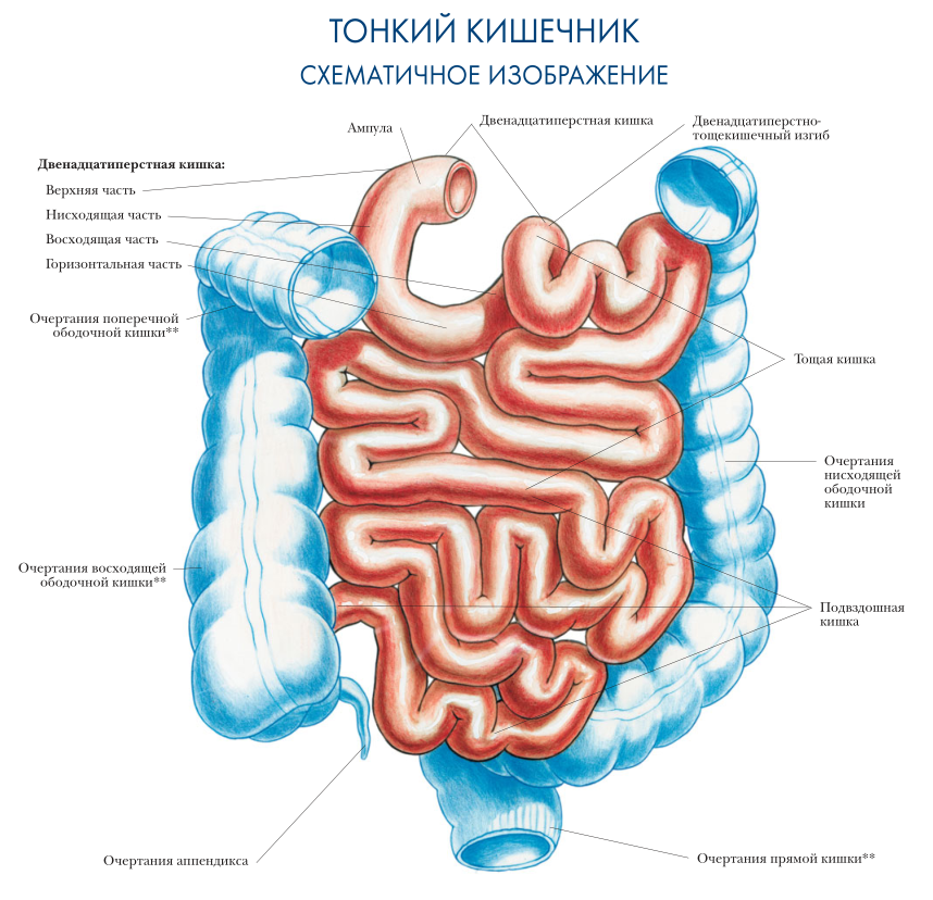 Анатомия человека пищеварительная система в картинках