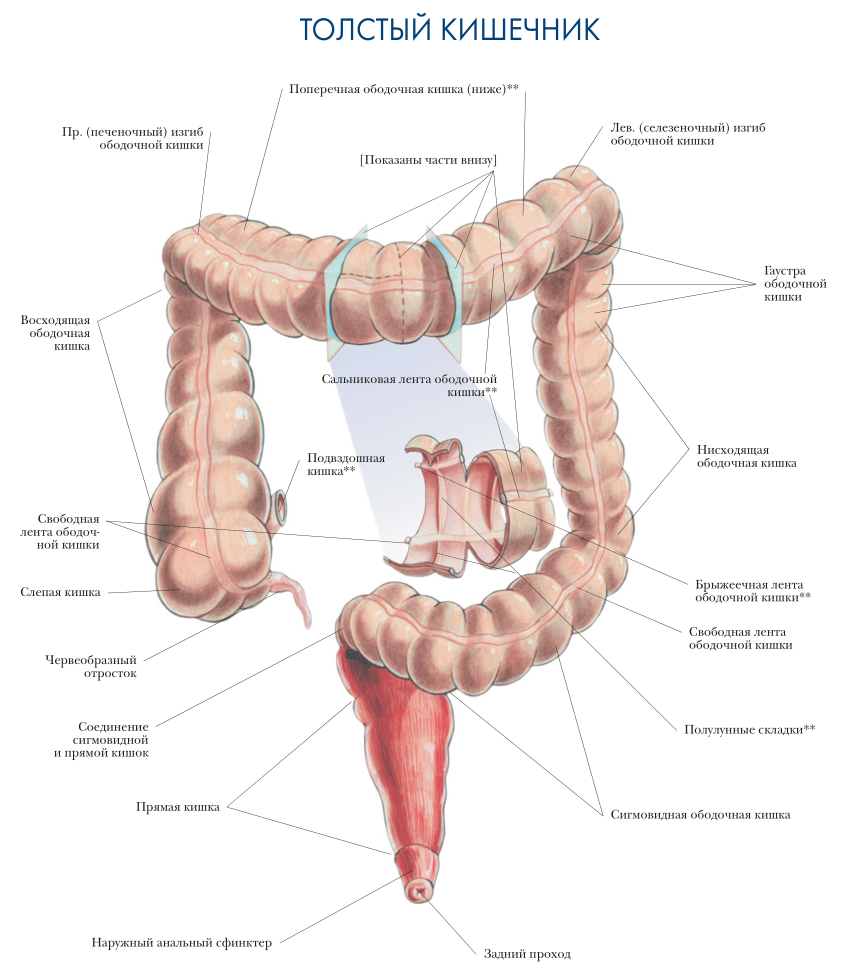 толстый кишечник анатомия