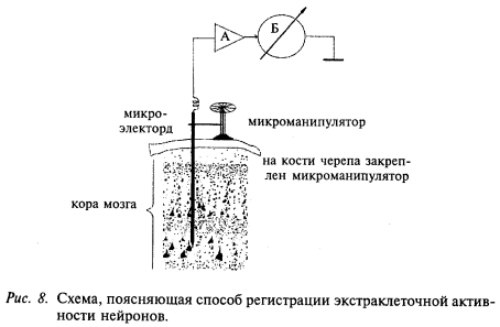 схема регистрации элетроклеточной активности нейронов