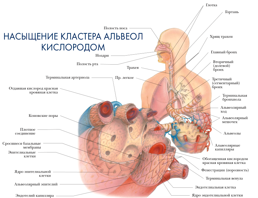 насыщение кластера альвеол кислородом анатомия