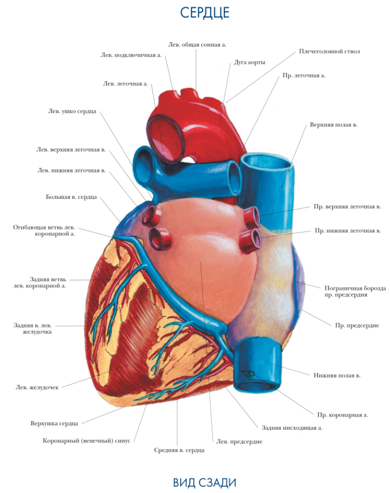 Сердце человека картинка расположение