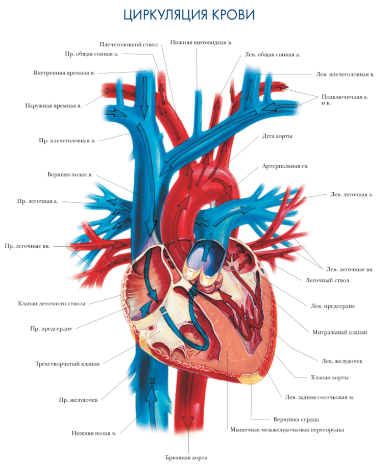 Строение сердца легочная Вена. Сердце аорта легочный ствол. Артерии и вены сердца анатомия. Строение сердца, сосуды (артерии и вены). Анатомия вен сердца