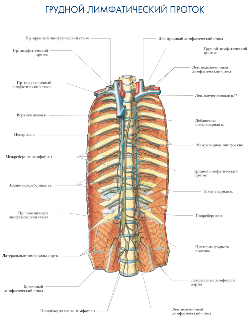 Лимфатическая система человека фото