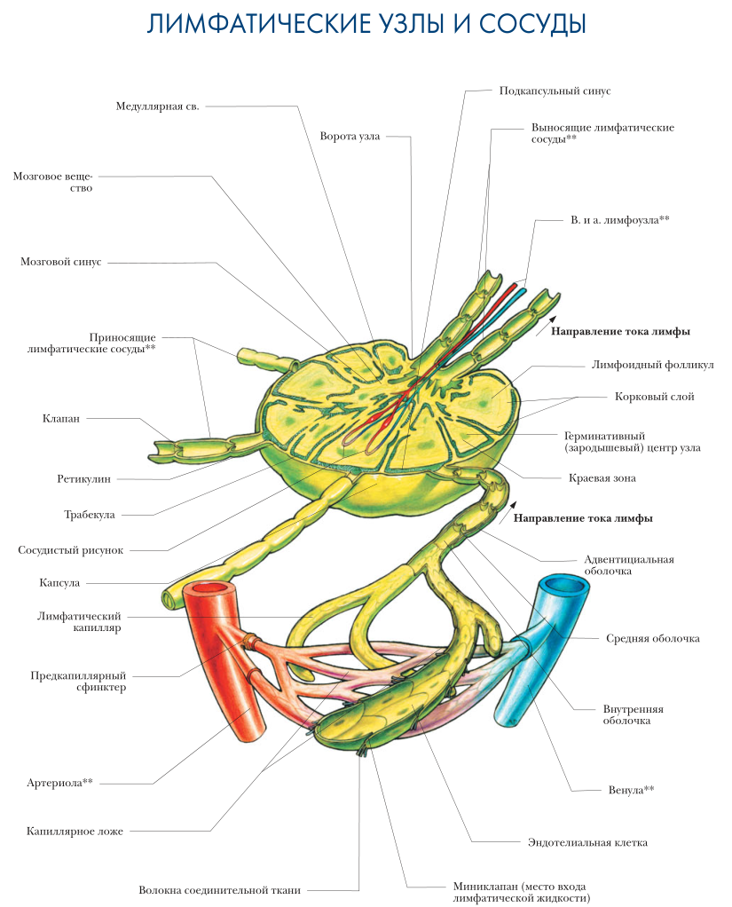 Лимфатические узлы и сосуды анатомия
