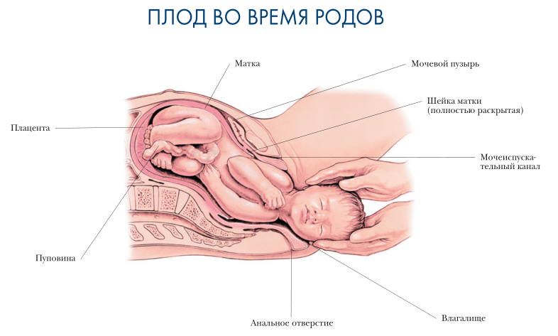 плод во время родов