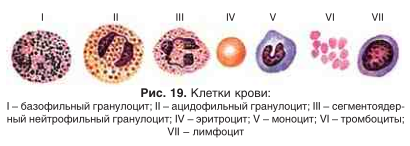 Клетки крови фото с названиями