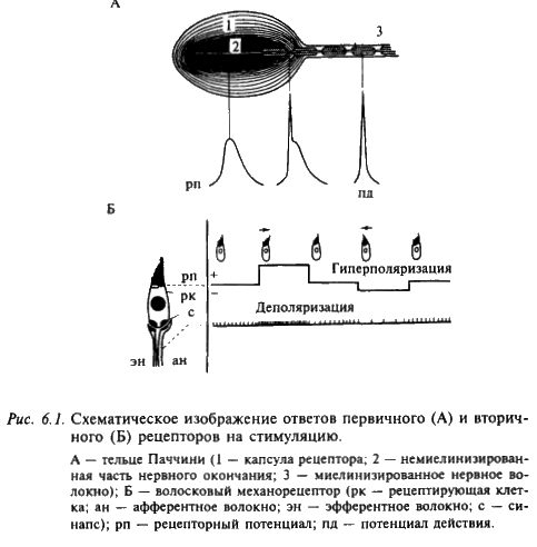 схема ответов первичного и вторичного рецепторов на стимуляцию