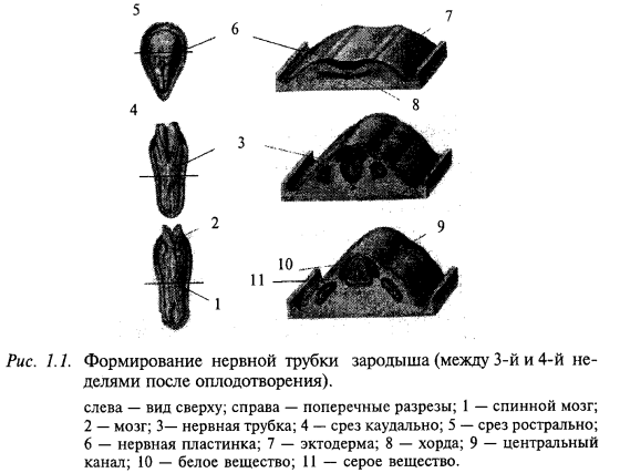 формирование нервной трубки зародыша