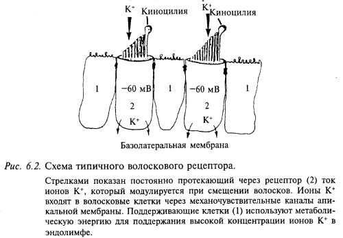 схема типичного волоскового рецептора