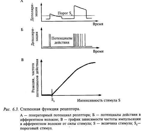 степенная функция рецептора