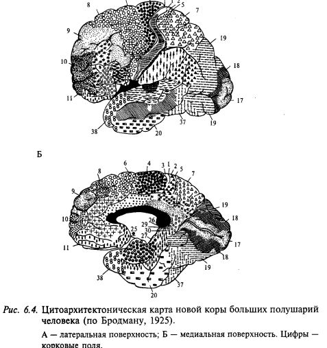 цитоархитектоническая карта новой коры больших полушарий