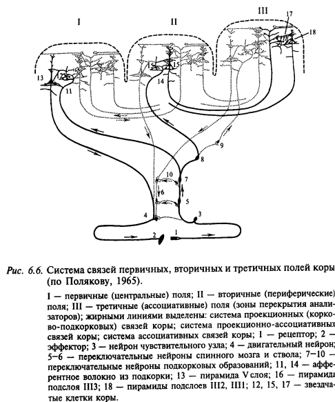 система связей первичных, вторичных и третичных полей коры