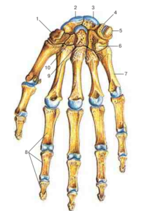 Ладьевидная кость кисти фото