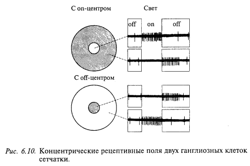 концентрические рецептивные поля двух ганлиозных клеток сетчатки