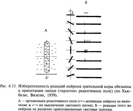 избирательность реакий нейрона зрительной коры 
