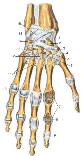 Пястно фаланговые суставы кисти фото