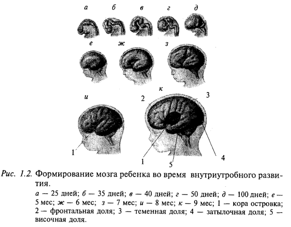 формирование мозга ребенка во время внутриутробного развития