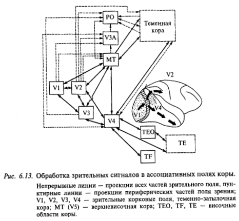 обработка зрительных сигналов в ассоциативных полях коры