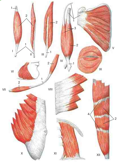 Мышцы различной формы: I – веретенообразная; II – одноперистая; III – двуперистая; IV – двуглавая; V – многоперистая; VI – треугольная; VII – двубрюшная; VIII – зубчатая; IX – круговая; X – широкая; XI – квадратная