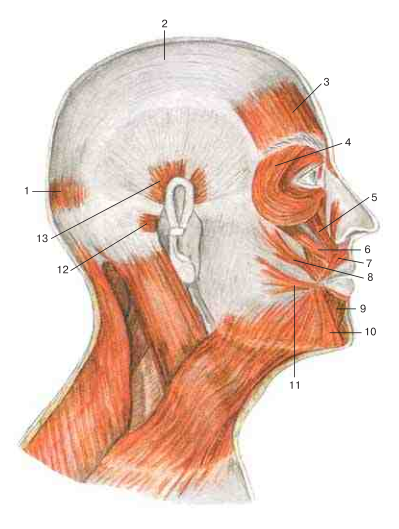 Надчерепная мышца. Надчерепной апоневроз. Апоневроз головы анатомия. Височный апоневроз. Мимические мышцы головы анатомия.