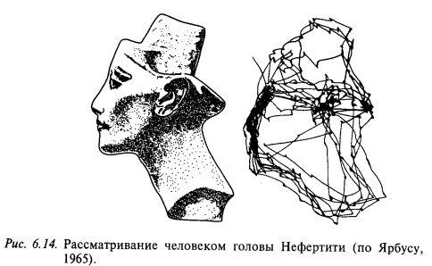 рассматиривание человеком головы нефертити