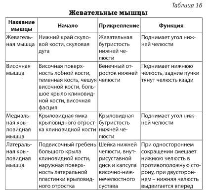 Функции мышц головы. Жевательные мышцы головы таблица. Жевательные мышцы анатомия таблица. Прикрепление жевательных мышц таблица. Мышцы головы мимические и жевательные таблица.