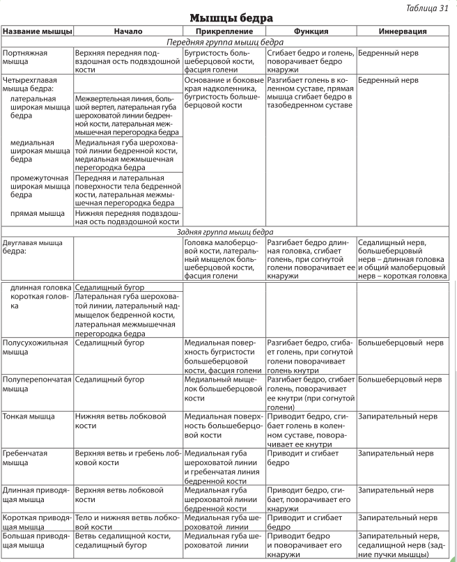 Начало прикрепление функции мышц. Мышцы бедра передняя группа таблица. Мышцы нижних конечностей анатомия таблица. Мышцы нижней конечности таблица мышцы бедра. Мышцы свободной нижней конечности таблица.