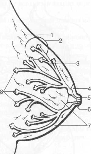 Схема строения паренхимы молочной железы.