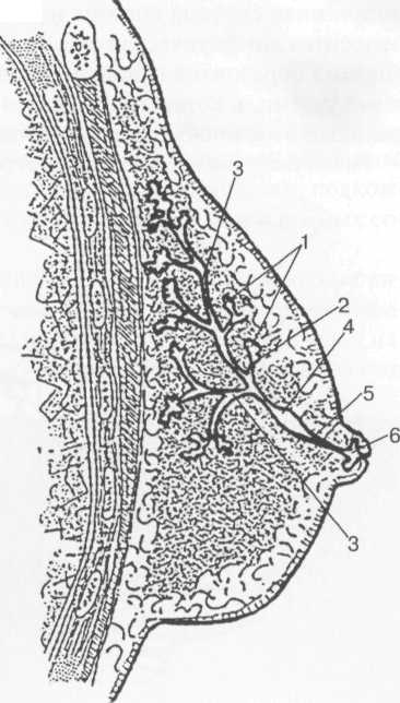 Схема строения системы млечных протоков молочной железы.
