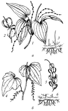 Диоскорея: а— кавказская, японская