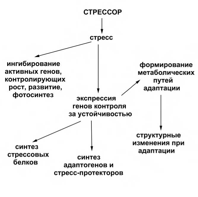 Схема реакции растения на действие стрессового фактора