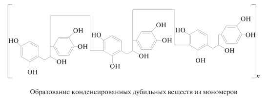 Образование конденсированных дубильных веществ