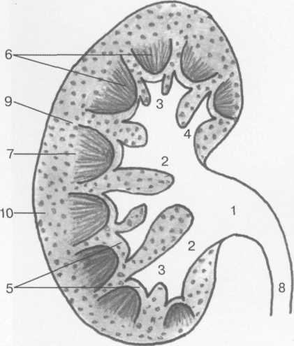 Строение почки