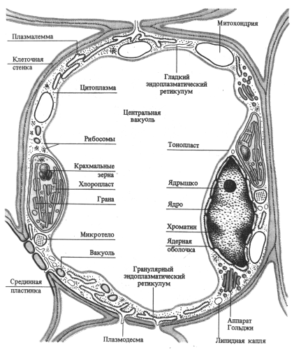Схема строения клетки мезофилла листа